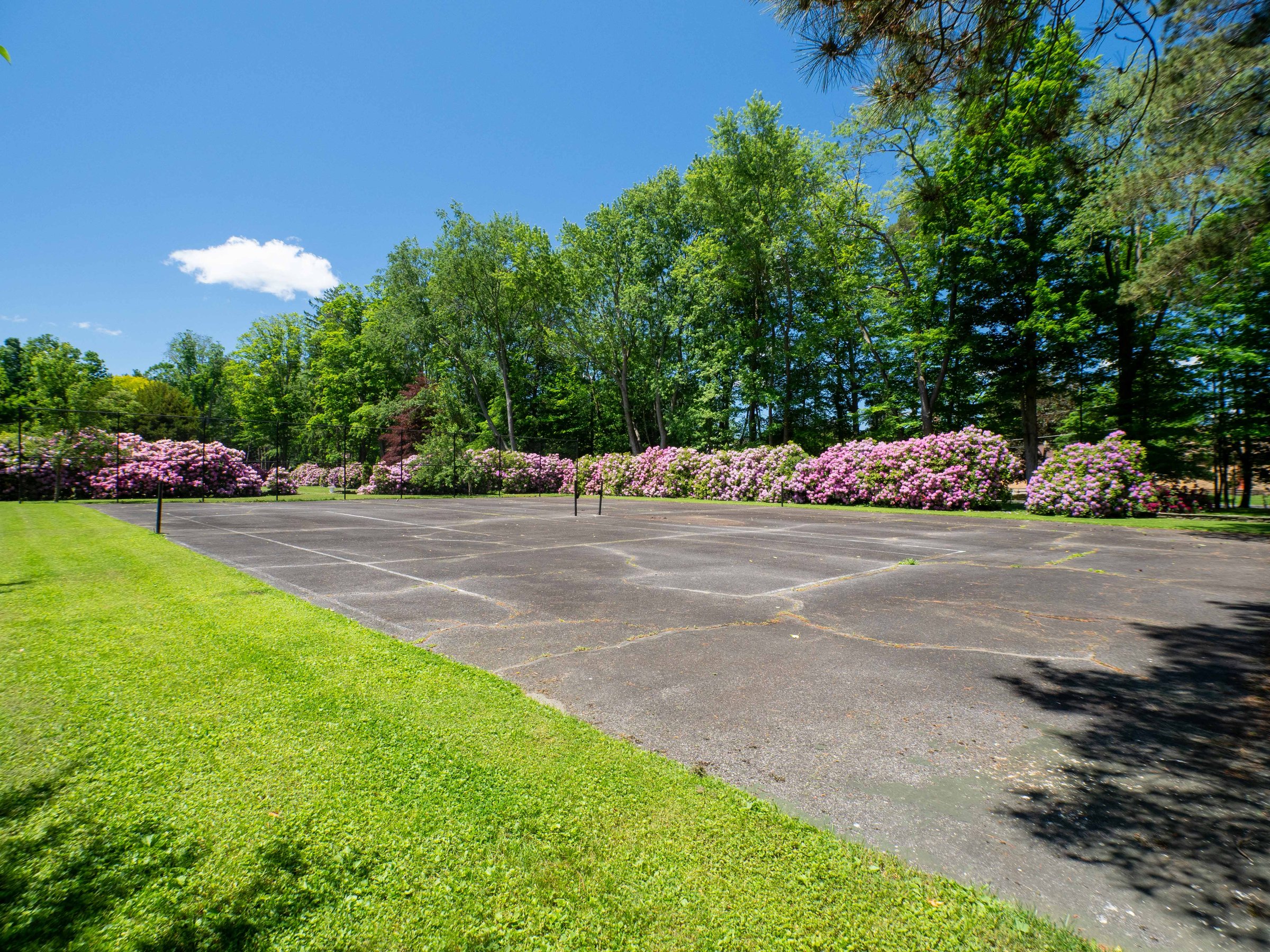 Tennis court ringed by rhododendrons