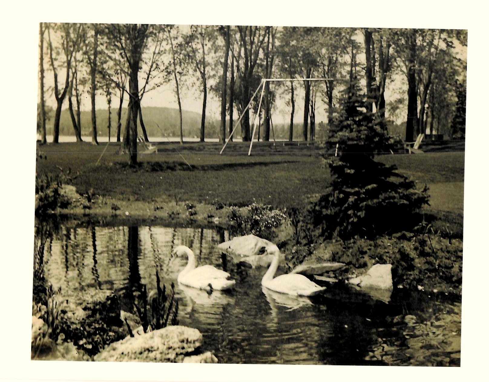 Swan pond